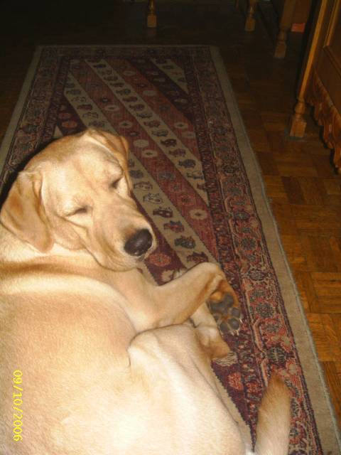 Dragos